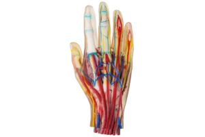 Medical hand made with Digital Anatomy materials